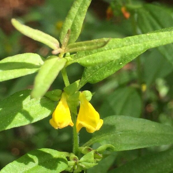 Melampyrum sylvaticum 其他