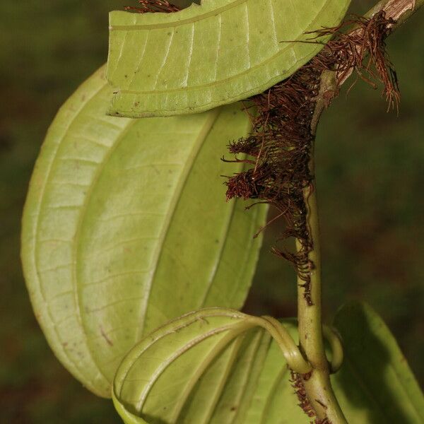 Adelobotrys adscendens برگ