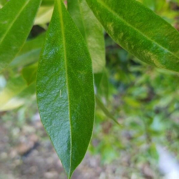 Myoporum laetum Hostoa