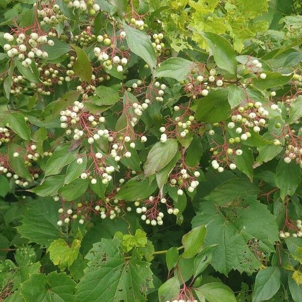 Cornus racemosa Meyve