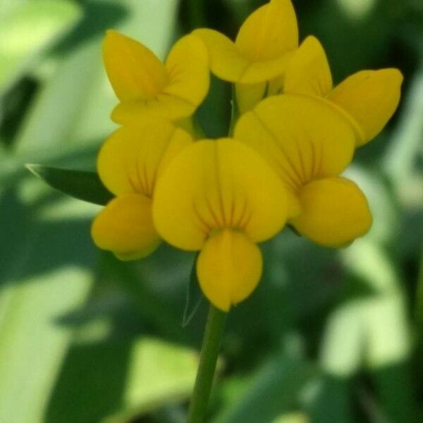 Lotus tenuis Flower