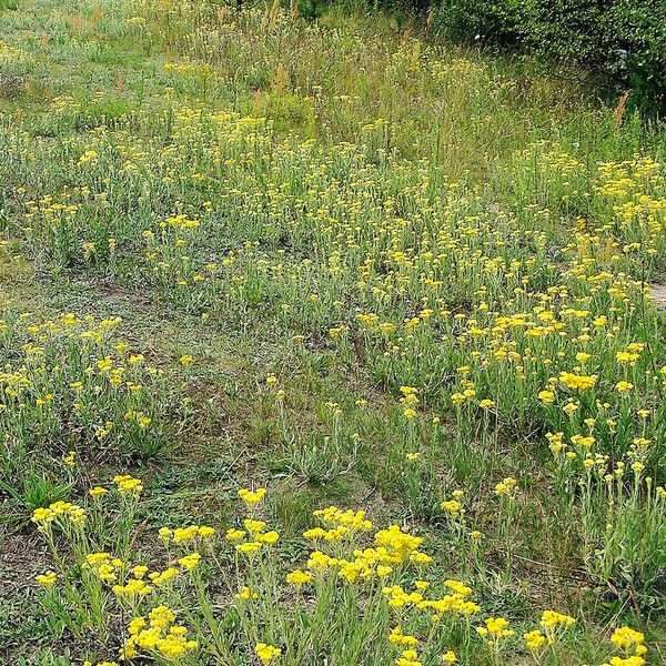 Helichrysum arenarium Muu