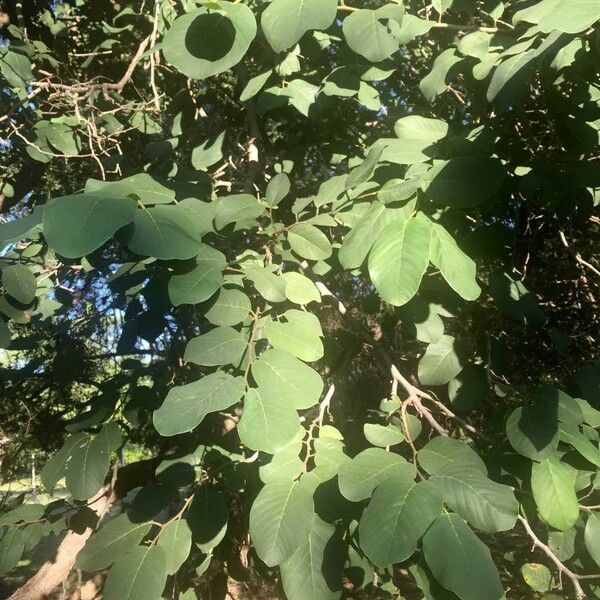 Annona senegalensis Habit