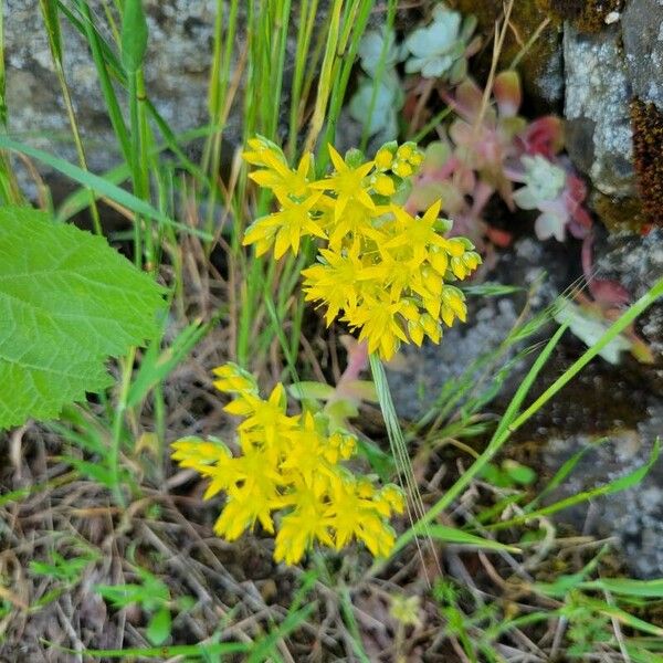 Sedum oreganum Кветка