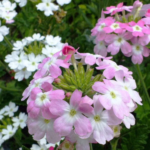 Verbena × hybrida Flor