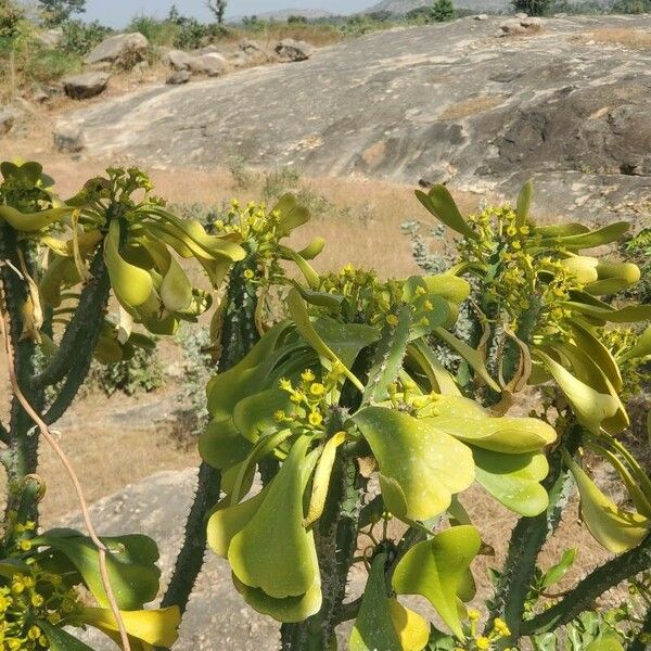 Euphorbia desmondii 葉