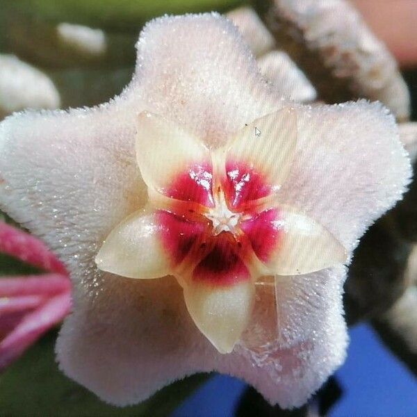 Hoya carnosa Flower