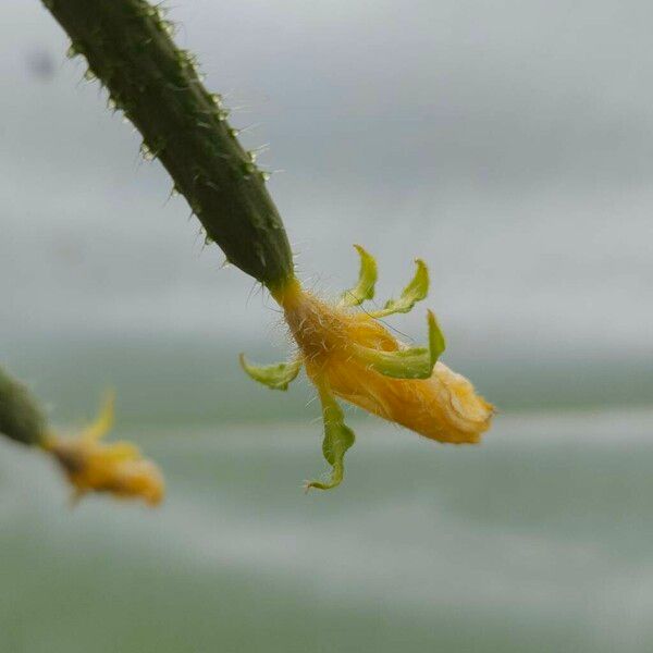 Cucumis sativus Цветок