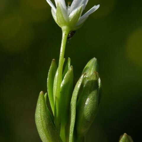 Stellaria crassifolia फूल