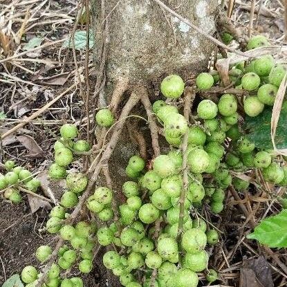 Ficus sur Frukt