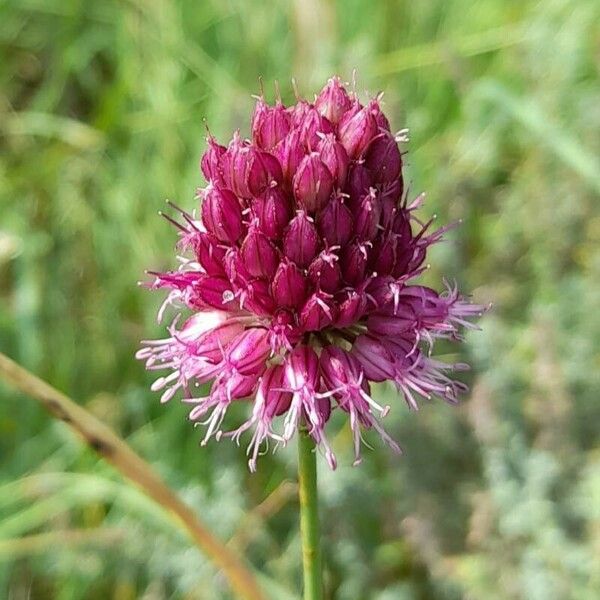 Allium sphaerocephalon 花