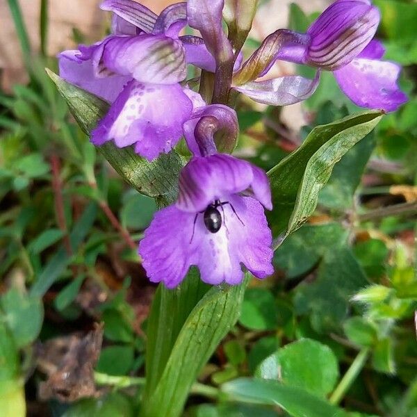 Anacamptis morio ফুল