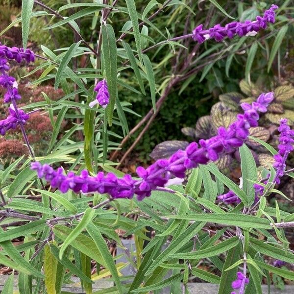 Salvia leucantha 花