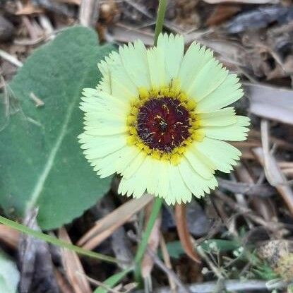 Tolpis barbata Blüte