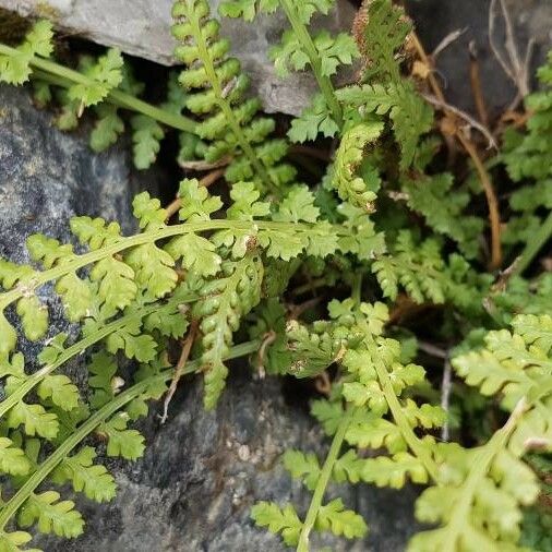 Woodsia alpina Folla