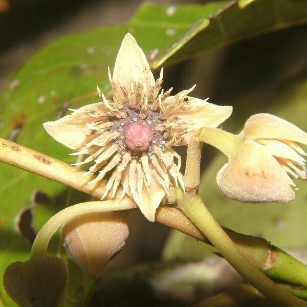 Sloanea floribunda Фрукт