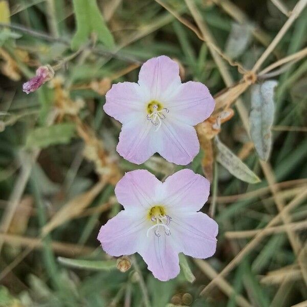 Ipomoea blepharophylla Кветка