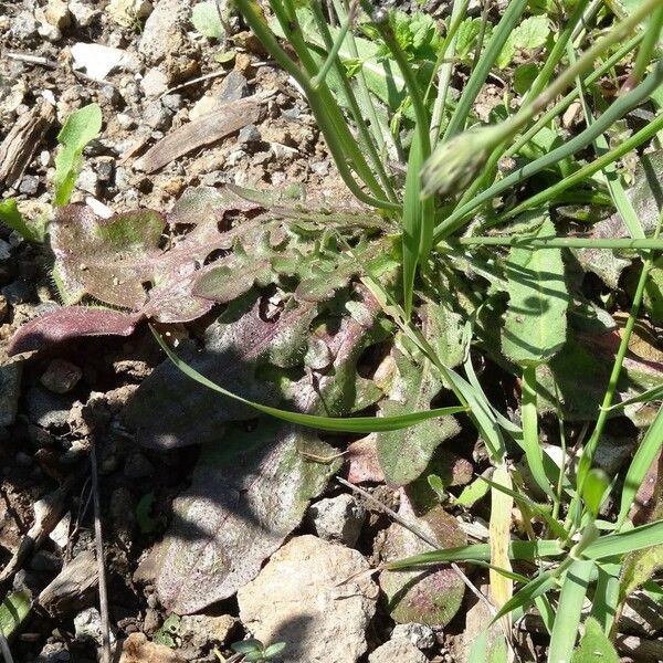 Hypochaeris radicata Лист