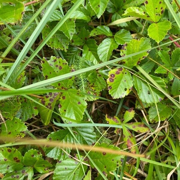 Rubus hispidus Blad