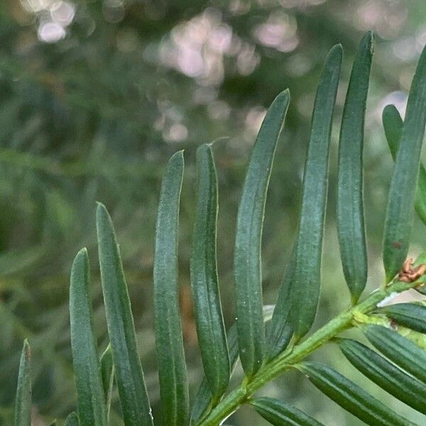 Taxus baccata Leht