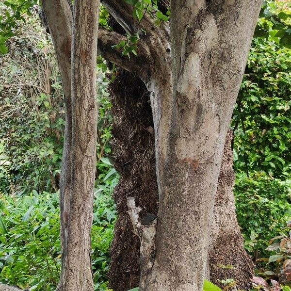 Eugenia uniflora Bark