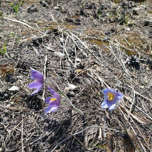 Anemone pulsatilla Flower