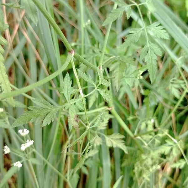 Torilis arvensis Blatt