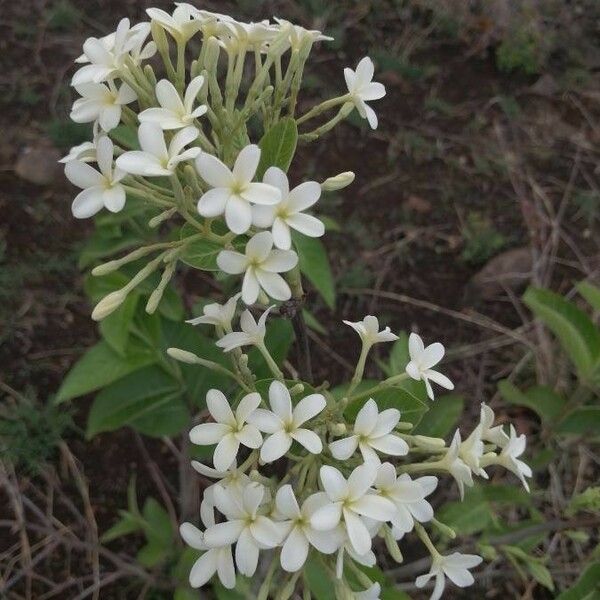 Holarrhena pubescens Blüte