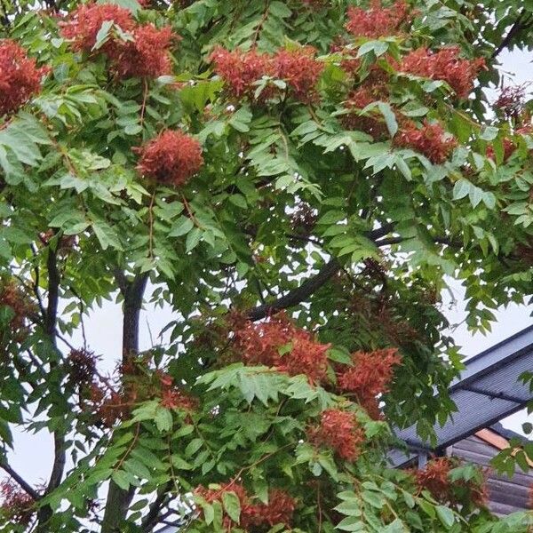 Rhus glabra Flower