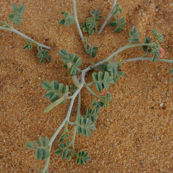 Indigofera argentea Листок