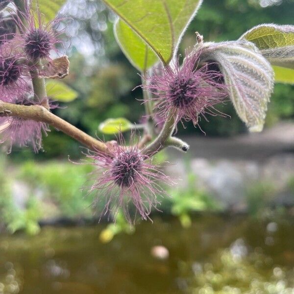 Broussonetia papyrifera Bloem