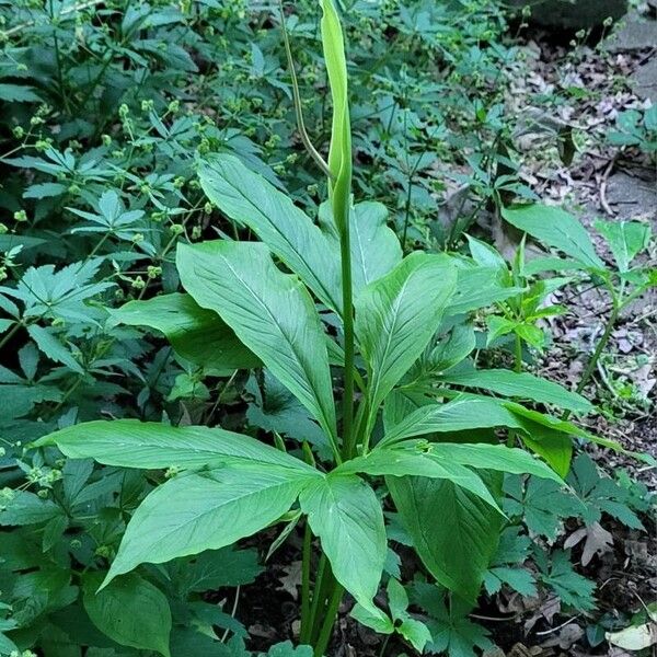 Arisaema dracontium 葉