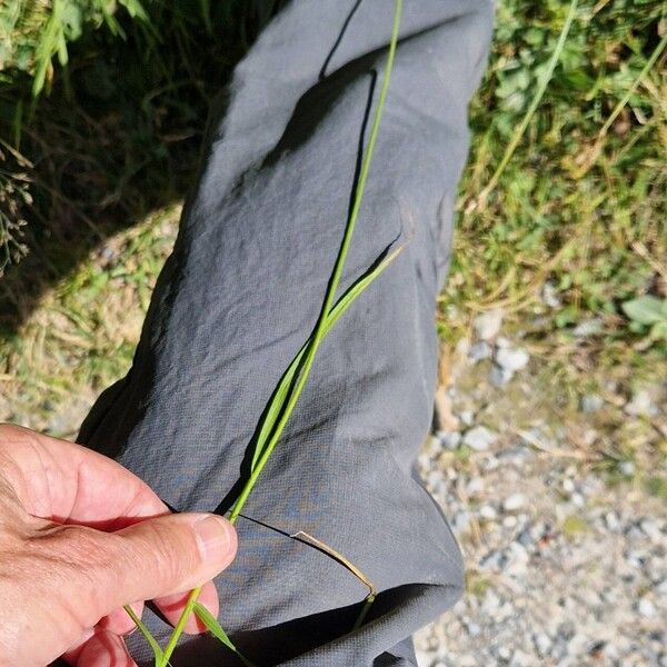 Carex leporina Habit