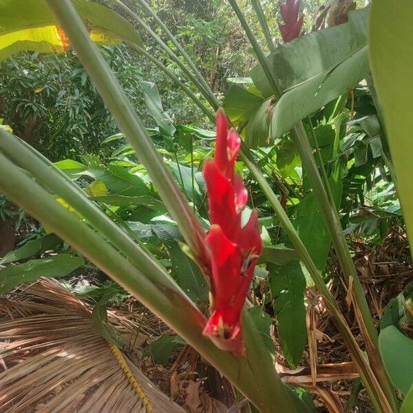 Musa coccinea 花