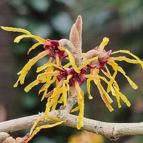 Hamamelis mollis 花