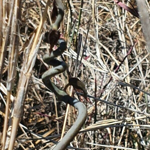 Ceropegia aristolochioides Habit