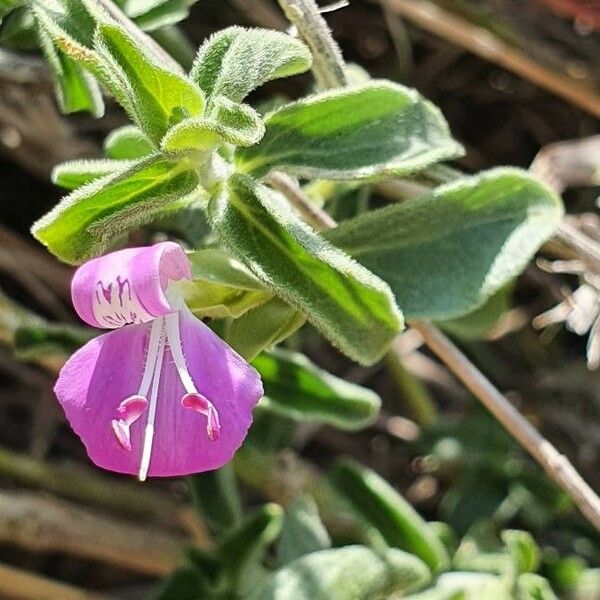 Dicliptera napierae Blüte