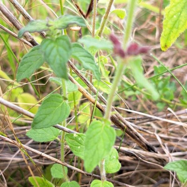 Clinopodium vulgare Ліст