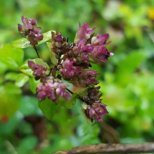 Origanum vulgare Flors