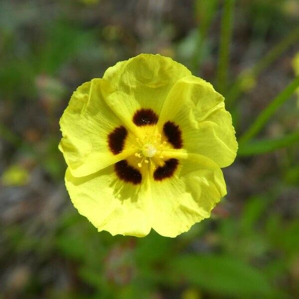 Tuberaria guttata Flor