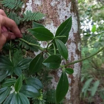 Peperomia san-joseana 葉