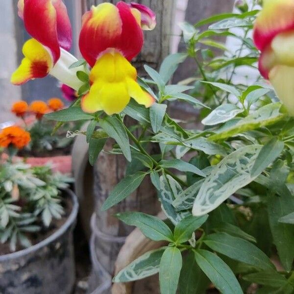 Antirrhinum majus Flower