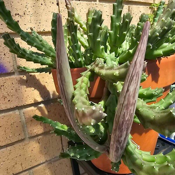 Orbea variegata Leaf