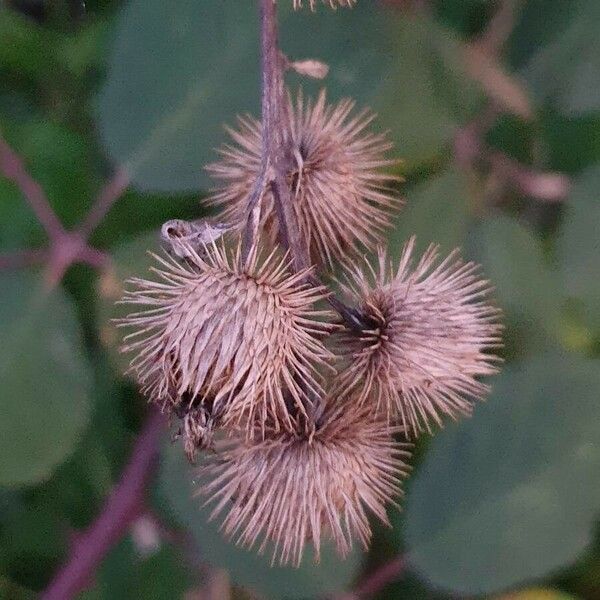 Arctium minus Fruit