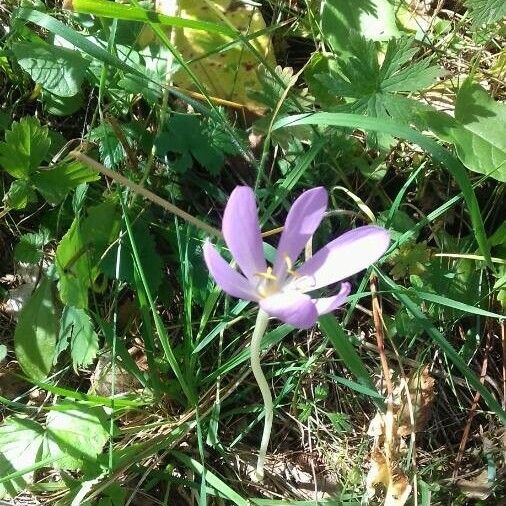 Colchicum autumnale Flor