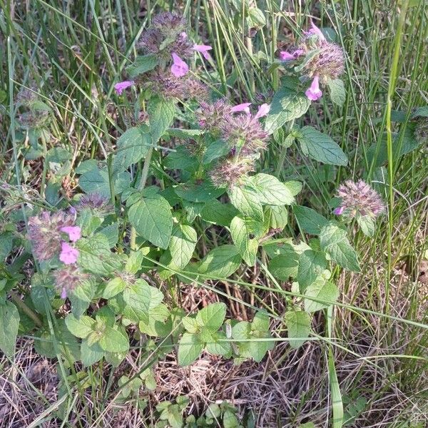 Clinopodium vulgare ᱛᱟᱦᱮᱸ