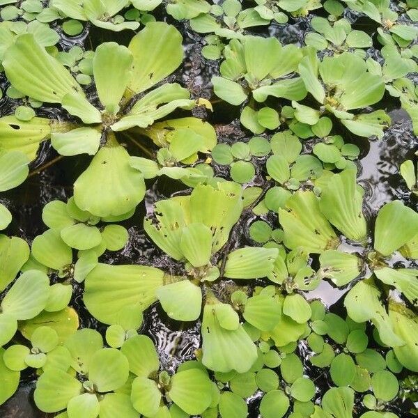 Pistia stratiotes पत्ता