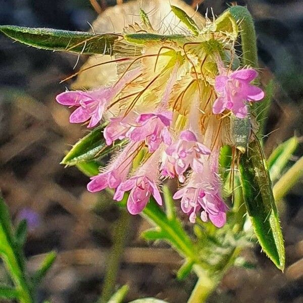 Orthosiphon parvifolius Cvet