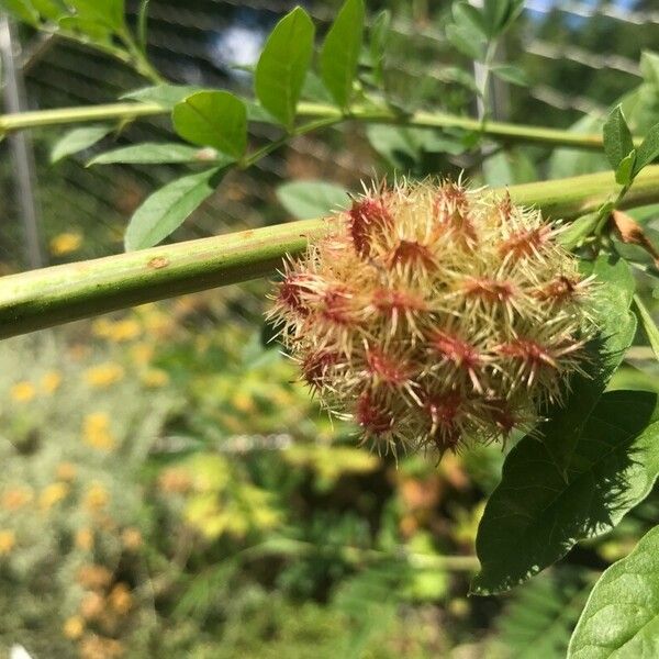 Glycyrrhiza echinata Flor