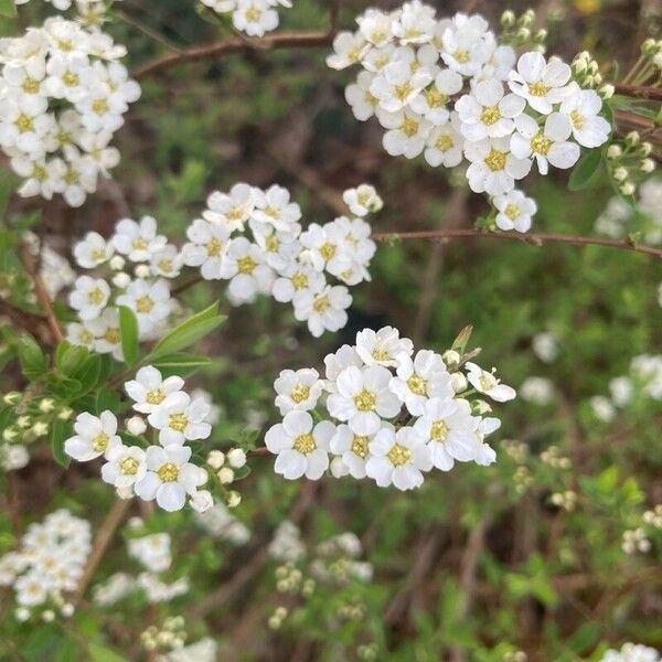 Spiraea thunbergii ফুল